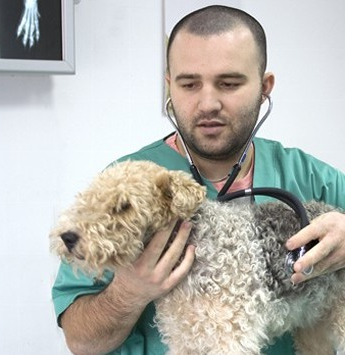 veterinarian