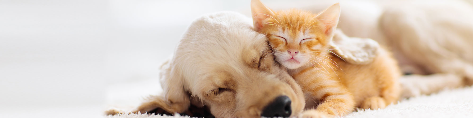 Sleeping Cat and Dog