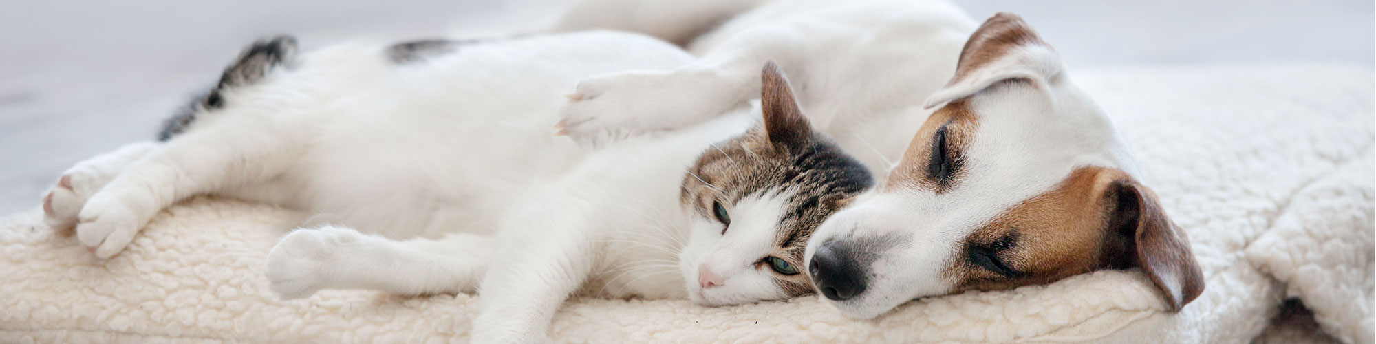 Dog and Cat Lying Down