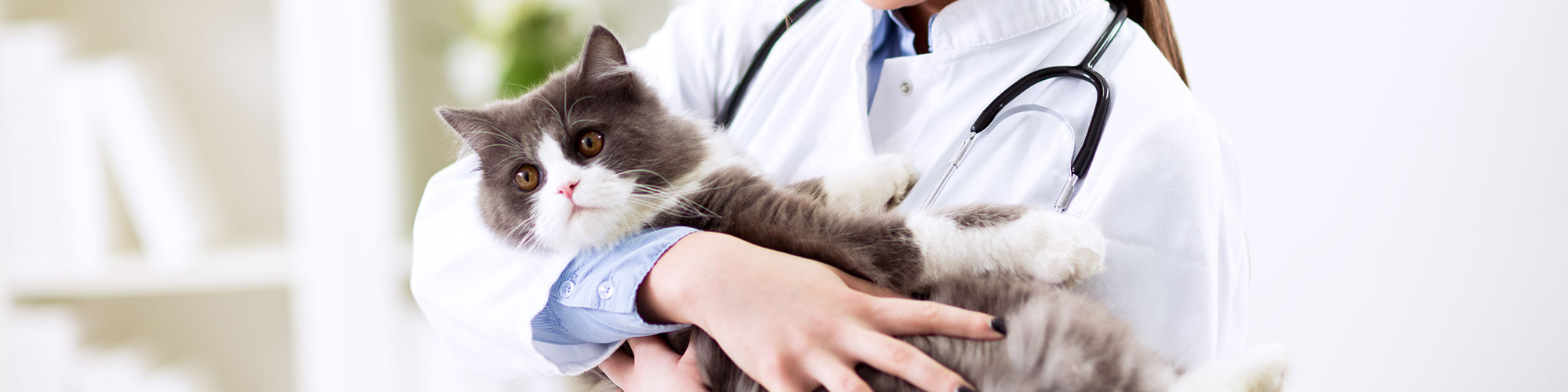 Doctor Carrying a Cat