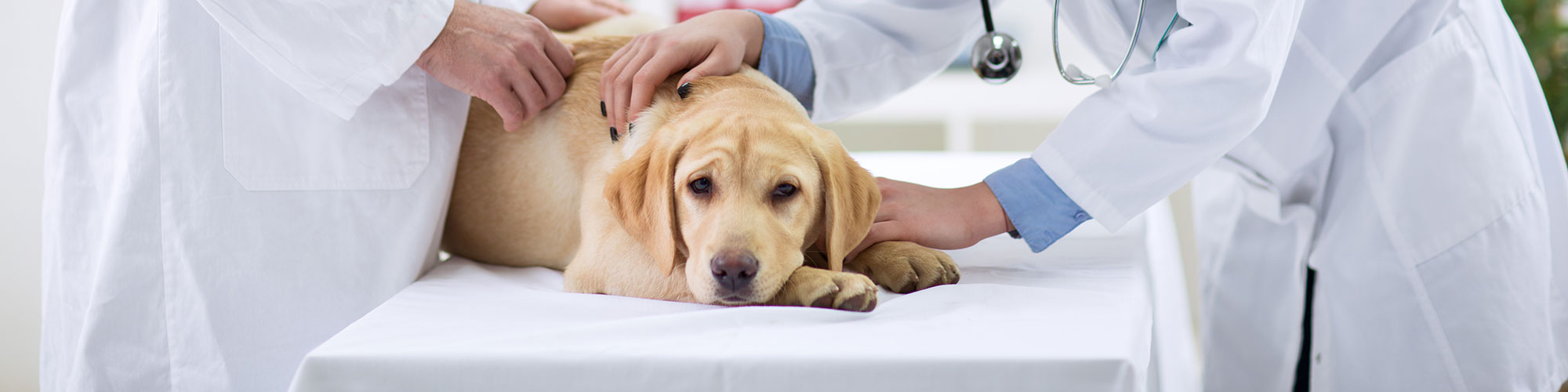 Dog Check Up