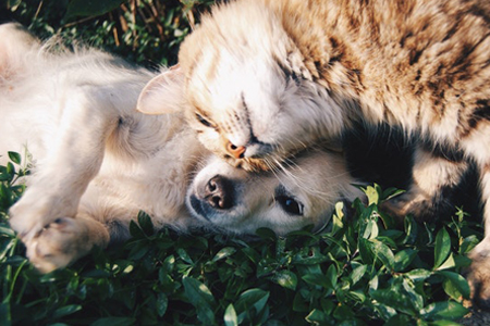 Cat, Dog in St. Paul, MN