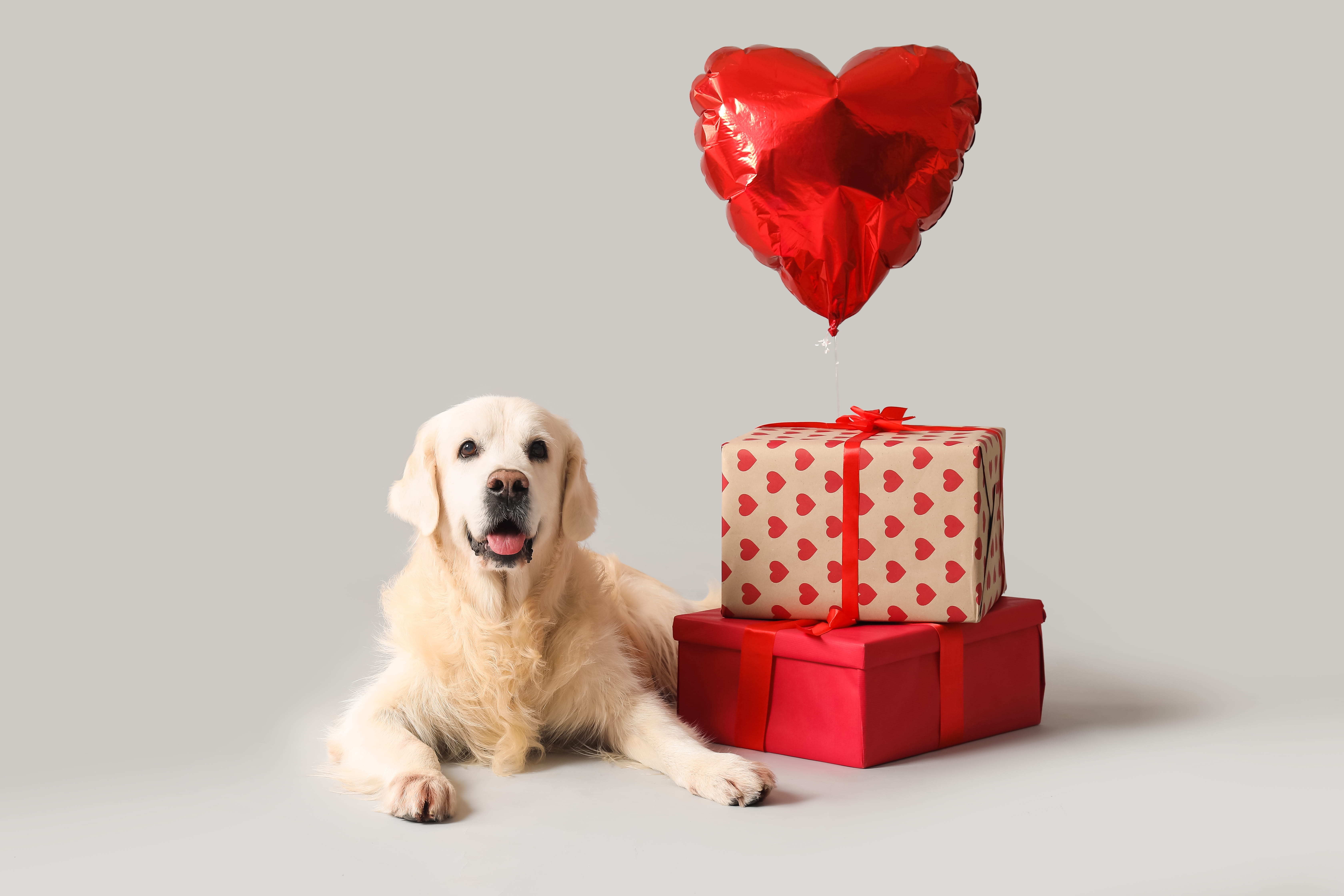 Dog with Gifts