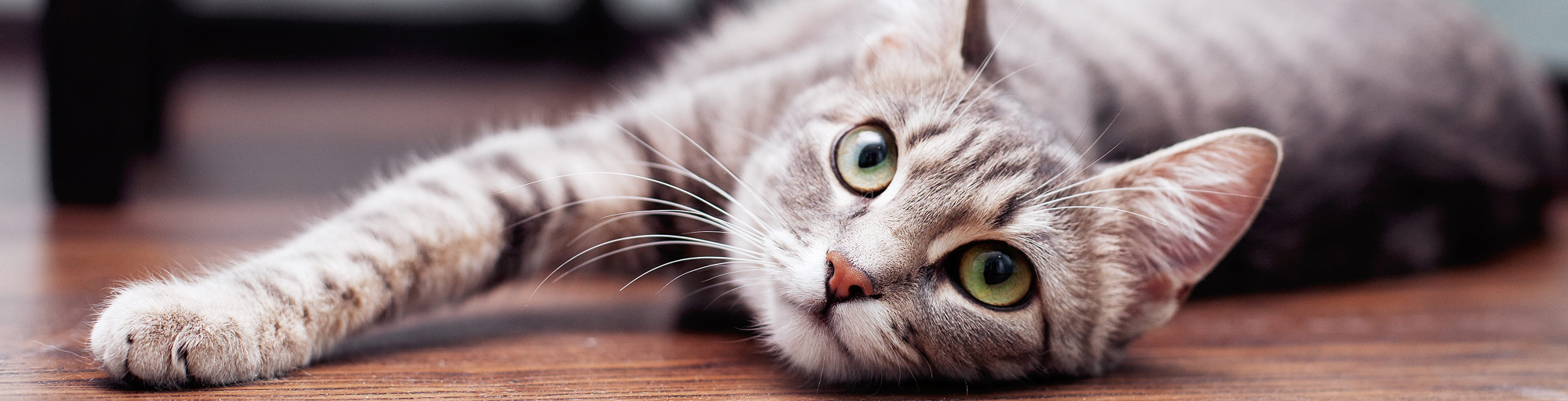 White Cat White Cat