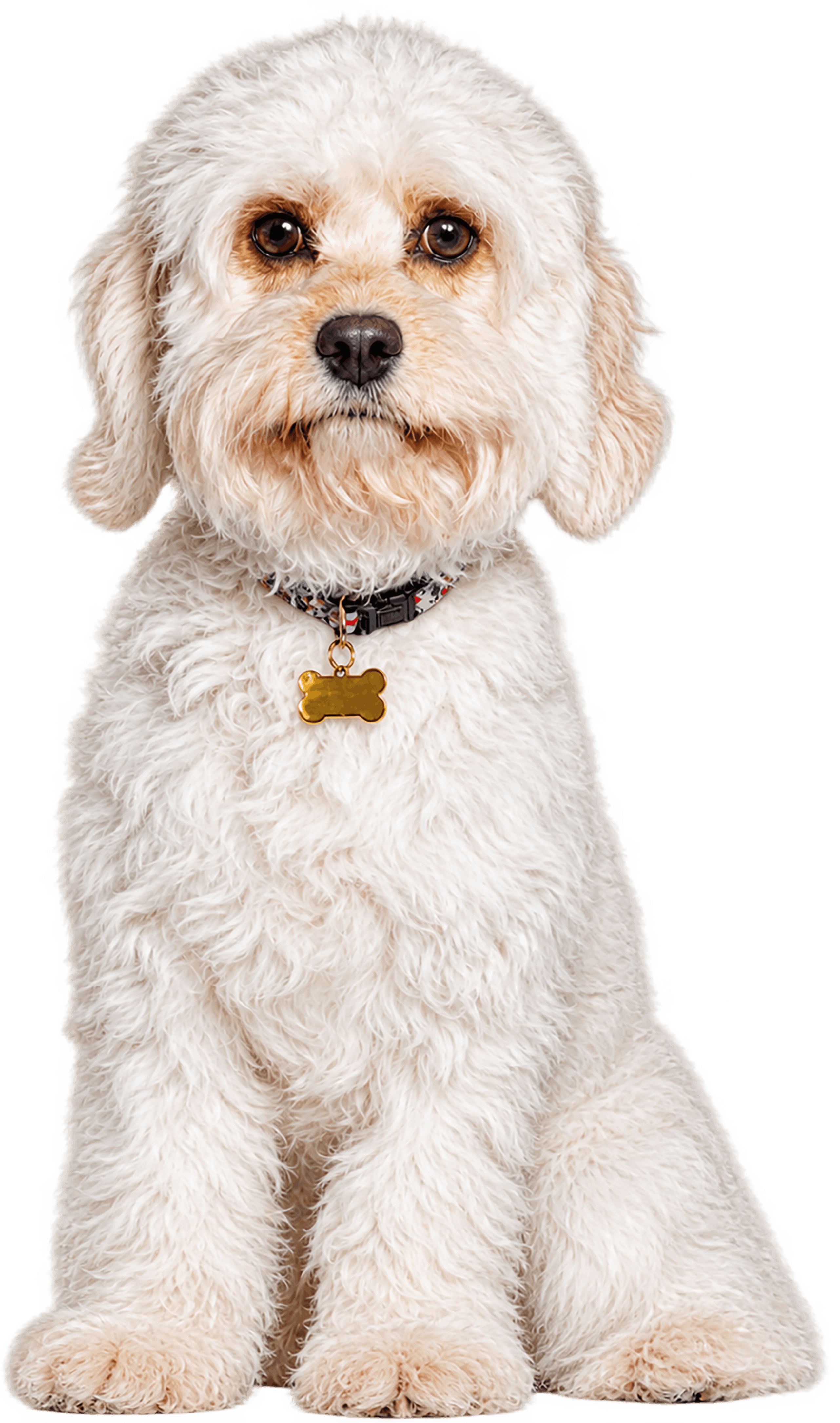 White Dog